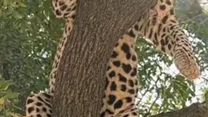 استراحت پادشاه در قلمرو آسمان