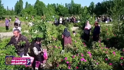 گزارش تصویری از بزرگترین باغ گل محمدی در آذربایجان غربی