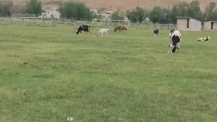 ویدئو عجیب از حضور اسب‌ها و گاوها در زمین فوتبال!/ استفاده اشتراکی از زمین چمن