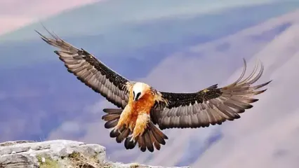 دیده شدن همای سعادت در قله دماوند / نماد خوشبختی ایرانی ها بر فراز تهران