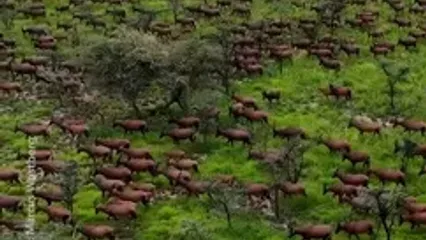 بزرگ‌ترین مهاجرت پستانداران خشکی جهان