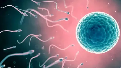 نبرد بزرگ میلیون ها اسپرم برای رسیدن به تخمک