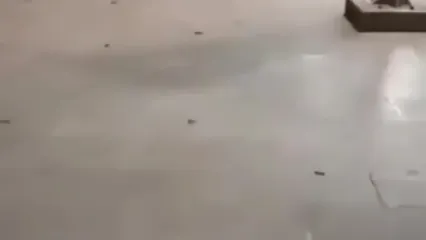طوفان ملخ در مشهد؛ تصاویر هجوم حشرات در فضای مجازی