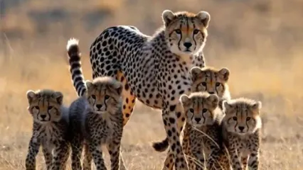 خانواده شلوغ هلیا که یک ایران برایشان جان می‌دهند