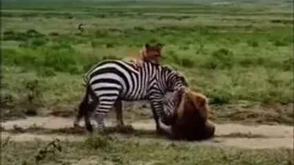 مقاومت تماشایی گورخر در برابر دو شیر