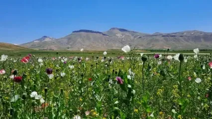 خشخاش را می‌زنند، فقر دوباره می‌کارد/ کشت خشخاش جرم است؛ اما علل و ریشه‌های اقتصادی و کشت آن هنوز بی‌درمان مانده