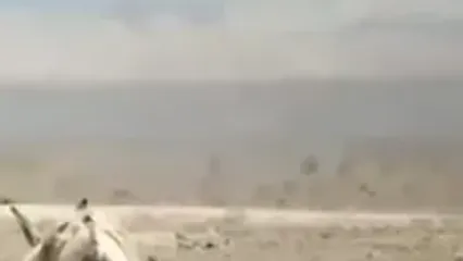 مشاهده 5 عضو جدید گورخرهای ایرانی در پارک ملی کویر سمنان