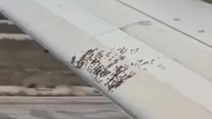 هجوم زنبورها به بال هواپیما