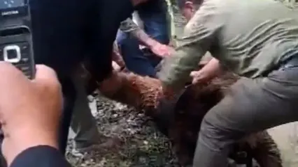 حمله ناگهانی خرس در جاده هراز؛ پایان ماجرا با بیهوشی حیوان