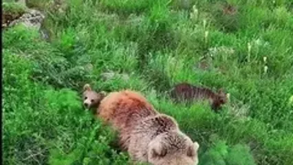 علف خوردن خرس قهوه‌ای و دو توله‌اش در دامنه سبلان
