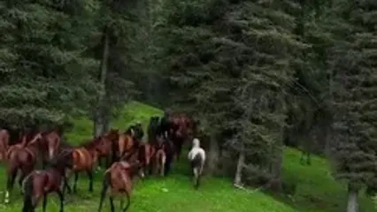 زیبایی های حیات‌ وحش