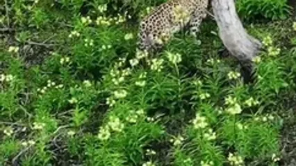 شکوه پلنگ ایرانی در پارک ملی گلستان