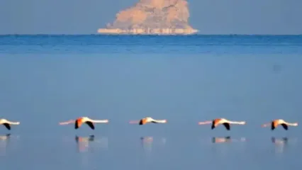 فیلم چشم‌نواز از بازگشت فلامینگوها به دریاچه ارومیه / پرواز دوباره پرندگان مهاجر بر فراز دریاچه
