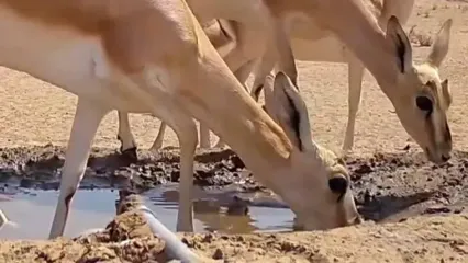 عملیات آبرسانی برای نجات حیات‌ وحش شنزارهای خوزستان