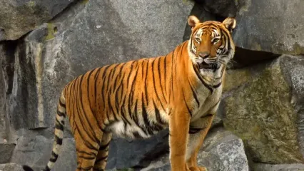 تلخی اسارت در دل طبیعت الیمالات / ببرهایی که غمگین‌ ترین تصویر سفر بودند