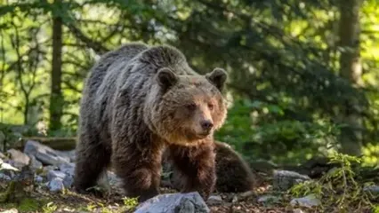 ویدئویی جالب از خرس قهوه‌ای و توله‌هایش در پارک ملی گلستان