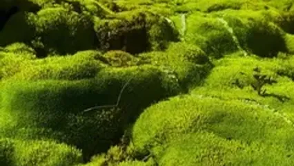 از سی‌ سخت تا قله برف‌ کرمو