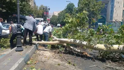 فیلم و عکس / سقوط ناگهانی درخت وسط خیابان شریعتی/ یک ماشین له شد و همه در ترافیک ماندند