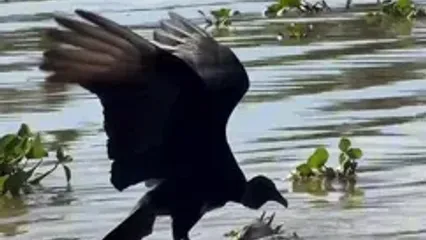 تلاش دیدنی کرکس برای خوردن لاشه تمساح شناور