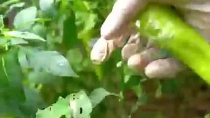 غذای روستایی در کامبوج؛ پخت گربه ماهی در ساقه بامبو