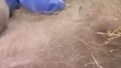 بلایی که کاکتوس بر سر یک توله کایوت آورد