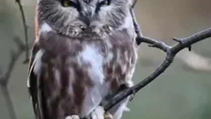 فیلم از زیبایی و آرامش جغد