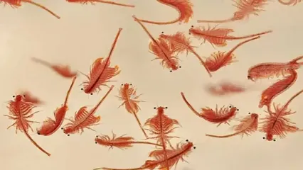 بازگشت زندگی در دریاچه ارومیه آرتمیاهای کوچک در دریاچه را ببینید