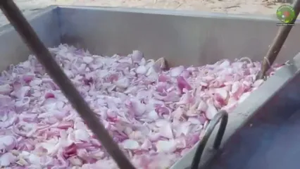 غذای روستایی در بنگلادش؛ پخت خوراک با 300 تخم مرغ و 40 کیلو پیاز