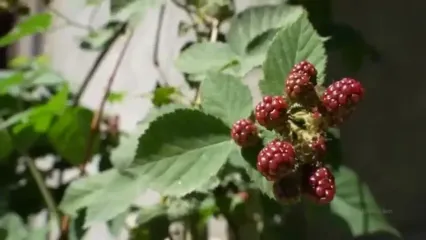 غذای روستایی در ایران؛ پخت قرمه سبزی با گوشت بره در طبیعت