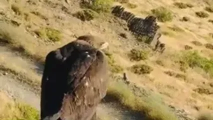 رهاسازی یک عقاب نجات یافته در بانه کردستان