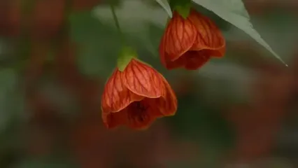 غذای روستایی در آذربایجان؛ پخت دلمه پیاز با برنج و گوشت گاو