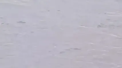 لحظه دیدنی عبور مادر پوما و توله‌هایش از رودخانه
