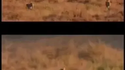 توله‌های «هلیا» در آرامش