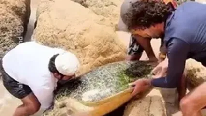 نجات لاک‌پشت غول‌پیکر از میان صخره‌ها