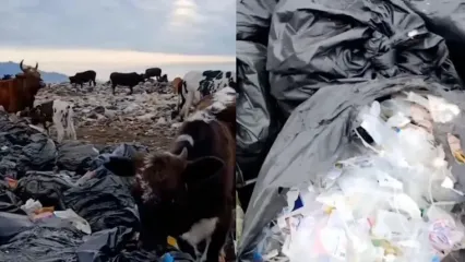 دپوی زباله تالش؛ چراگاه گاوها در میان پسماندهای بیمارستانی ! / تهدیدی بی واسطه برای سلامت