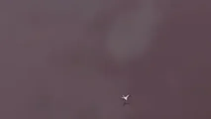 پرواز یک فلامینگوی تنها بر فراز دریاچه مهارلو