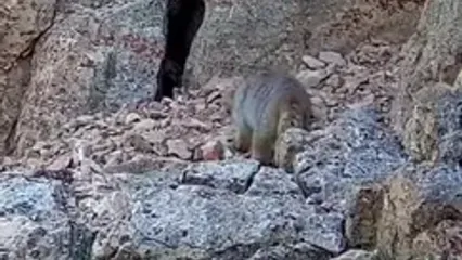 گربه پالاس؛ مرموزترین گربه‌سان ایران