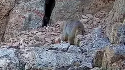ثبت تصاویر نادر از گربه پالاس در ارتفاعات مازندران