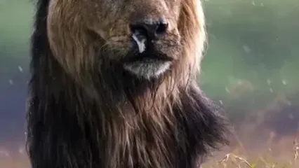 تصویری کم‌نظیر از یک شیر نر پس از بارش باران