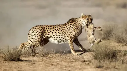 خاک‌ خوری میلیاردی در پناهگاه یوزپلنگ‌ها / از تجربه موفق «کوشکی» تا بلاتکلیفی سایت ۲۵۰ هکتاری