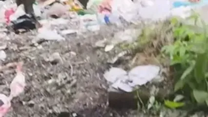 تغذیه حیوانات وحشی از انباشت زباله در دل جنگل هیرکانی