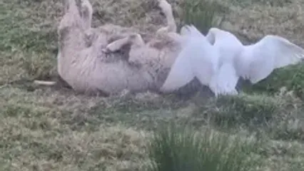 غاز، برنده درگیری عجیب با گوسفند