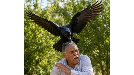 این کلاغ 3 سال است به مرد تهرانی حمله می کند / هیچ کاری نکردم بارها زخمی شده ام