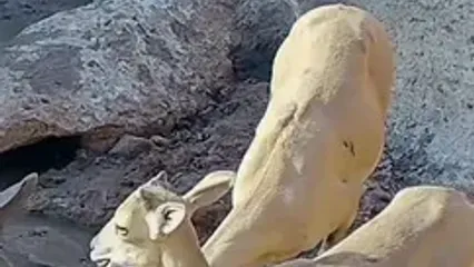 تصاویر کم‌سابقه از قوچ و میش‌های بستان در خوزستان