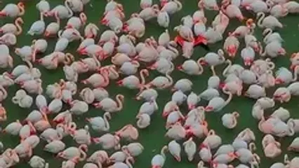 فیلم فلامینگوها در خلیج گرگان