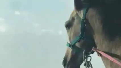 یک اسب داغ دل تمام ایران را تازه کرد!