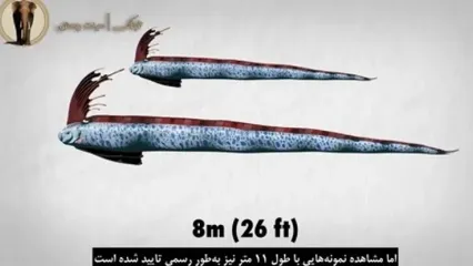 ماهی ترسناکی که پیام‌آور زلزله و سونامی است