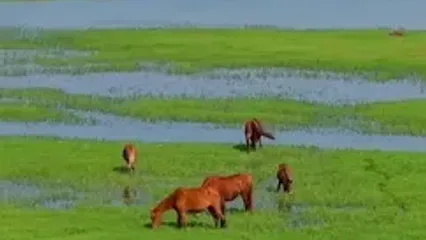 فیلم از پارک ملی بوجاق گیلان