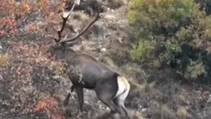 فصل گاوبانگی مرال‌ها در جنگل هیرکانی