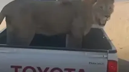 ویدئویی جنجالی از شیر نر و ببر پشت وانت!